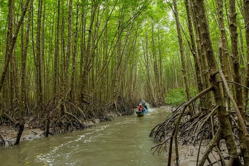 Rừng ngập mặn Cà Mau